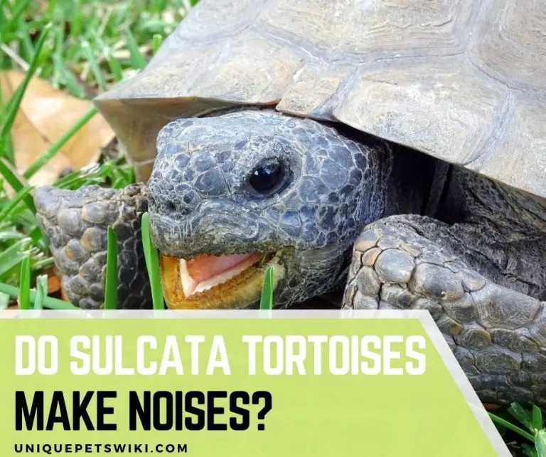 Do Sulcata Tortoises Make Noises? 11 Sounds And 6 Causes