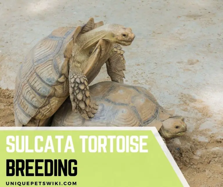 Sulcata Tortoise Breeding: Everything You Should Know