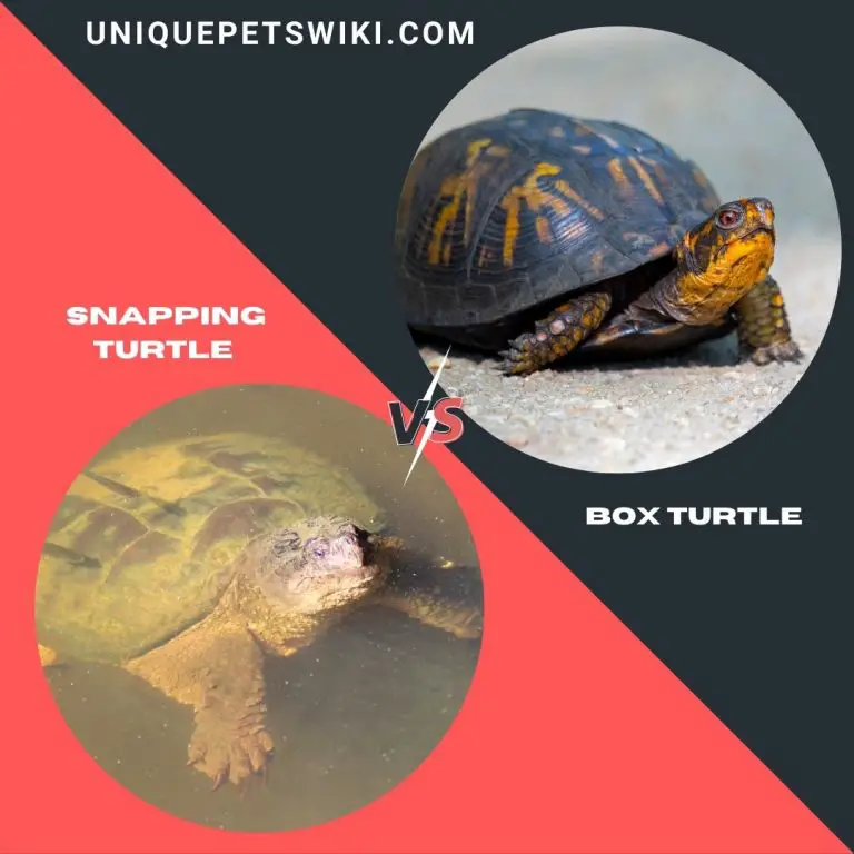 Snapping Turtle Vs. Box Turtle As Pets - Full Comparison