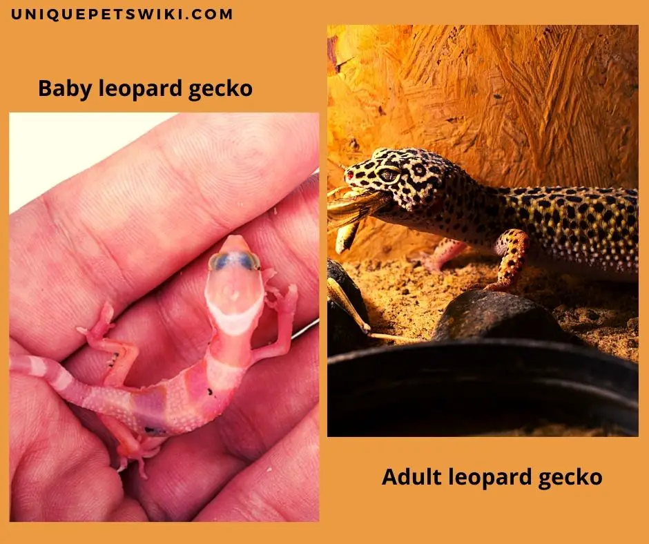 real colors of baby and adult leopard geckos