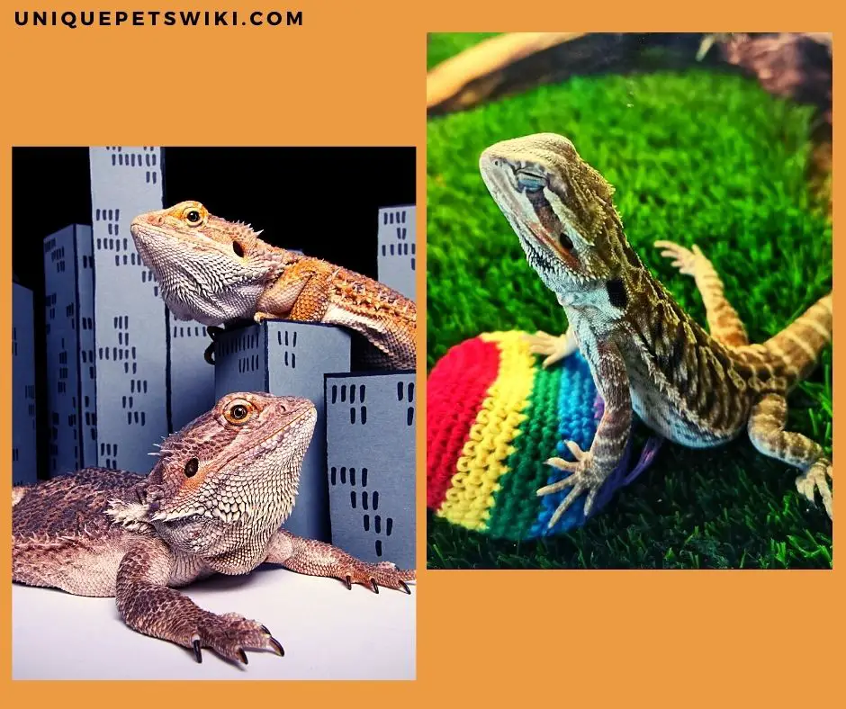 bearded dragon playing with a brightly colored toy