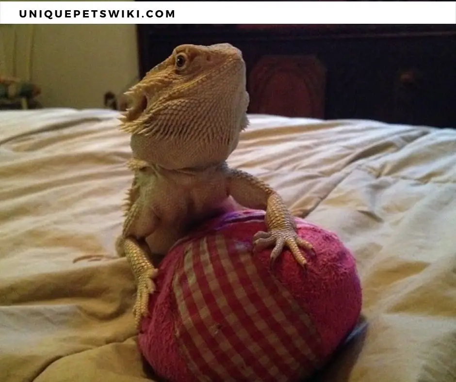 Bearded dragon playing with cat toy