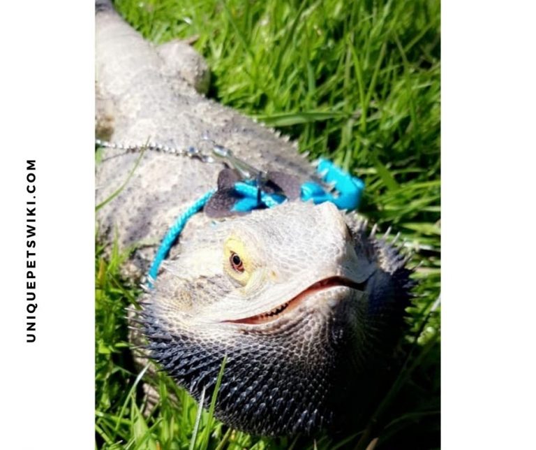 11 Best Toys For Bearded Dragons & Their Reviews