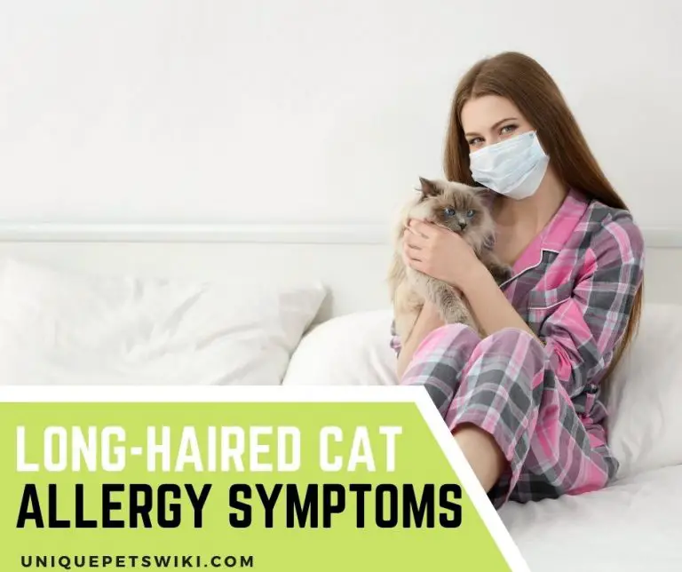 Long-haired Cat Allergy: Symptoms, Causes and Treatment