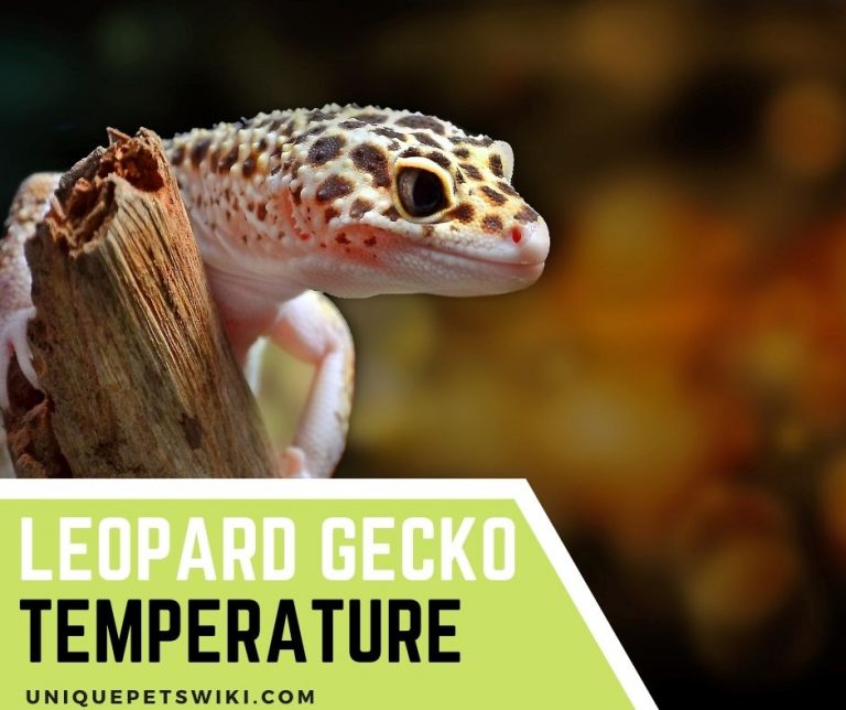 Leopard Gecko Temperature 5 Best Ways To Set Up And Maintain