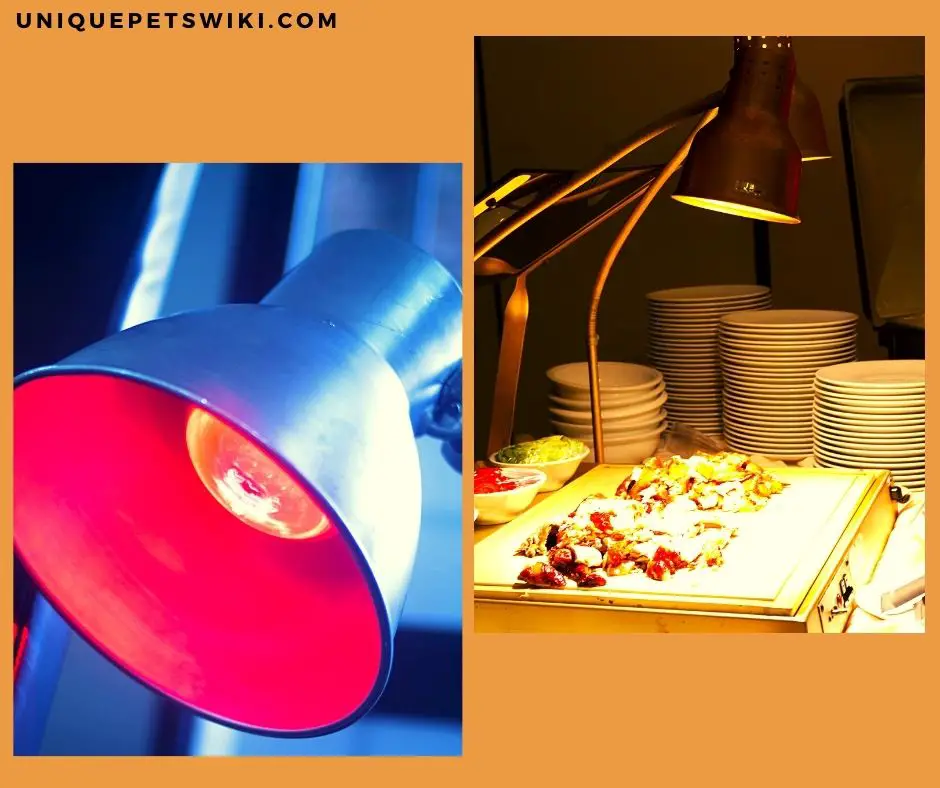 heat lamps for bearded dragons