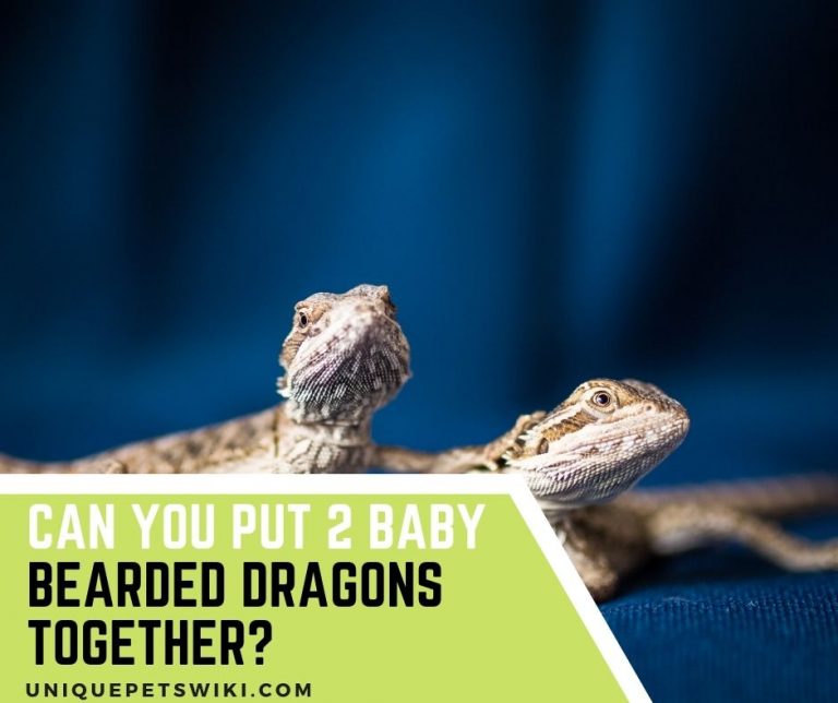 Can You Put 2 Baby Bearded Dragons Together In A Tank?