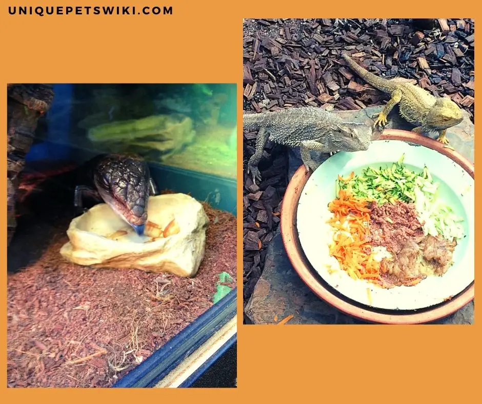 blue tongue and bearded dragon eating