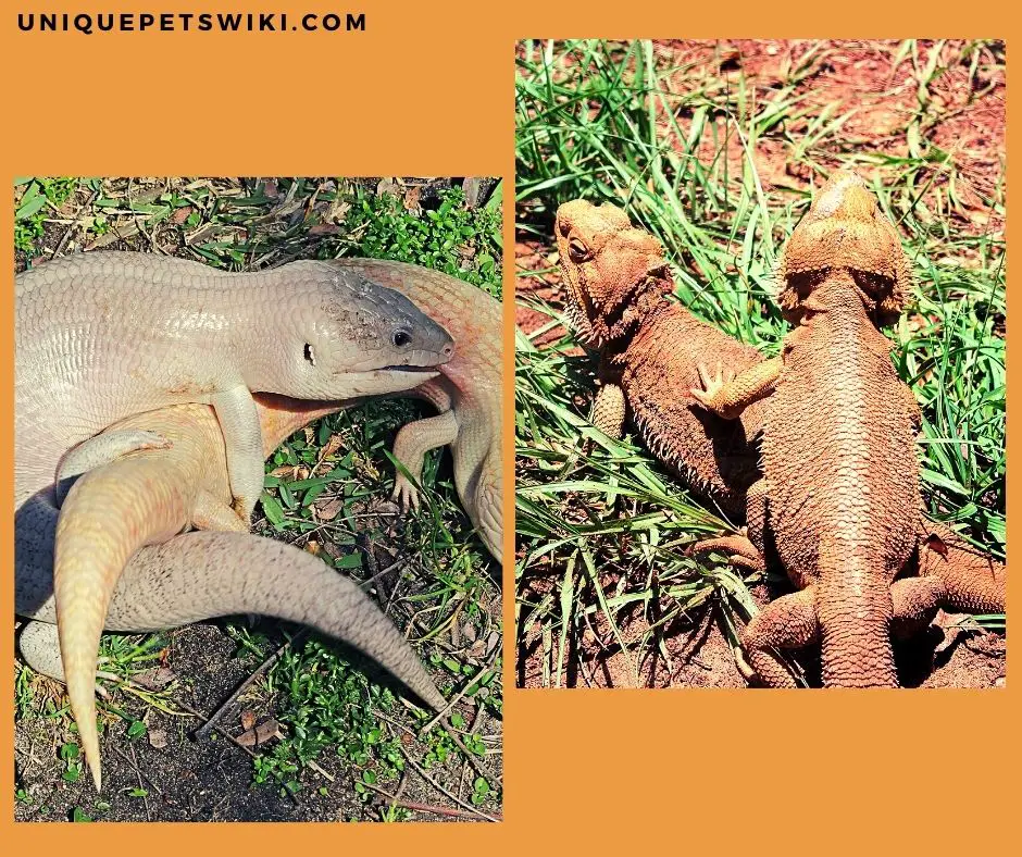 blue tongue skink and bearded dragon mating respectively