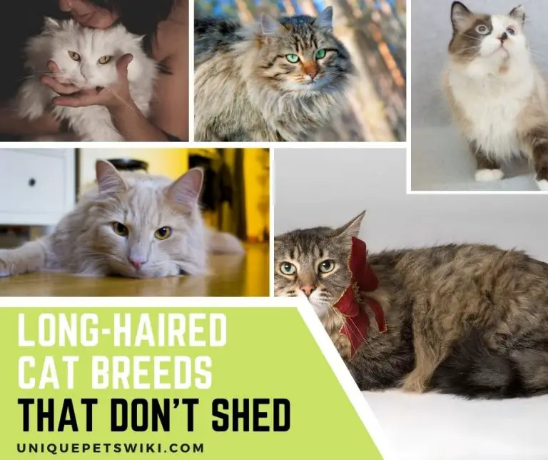 6 Long-Haired Cat Breeds That Don't Shed (Or, At Least, Shed Less)