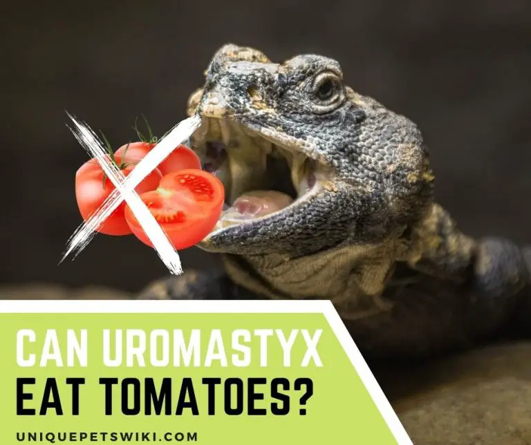 Can Uromastyx Eat Tomatoes? 10 Foods You Should Not Feed To Your Uro