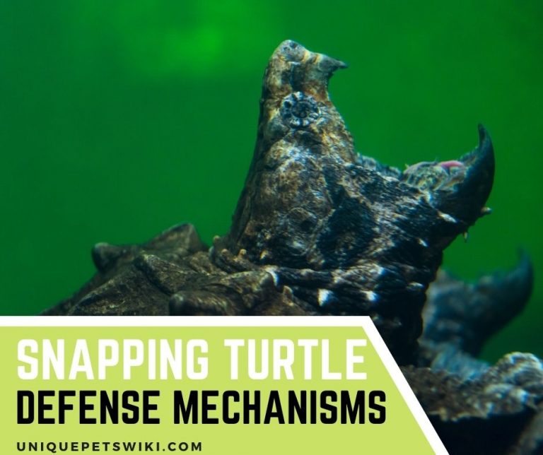 Snapping Turtle Defense Mechanisms 4 Ways To Protect Themselves
