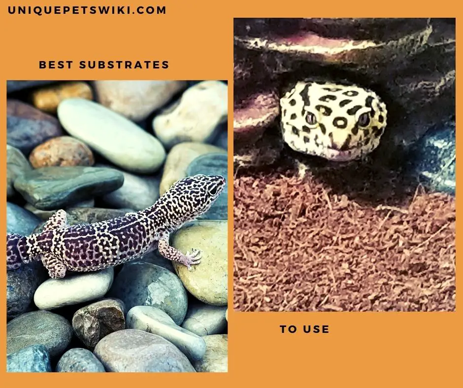 The best substrates for leopard geckos