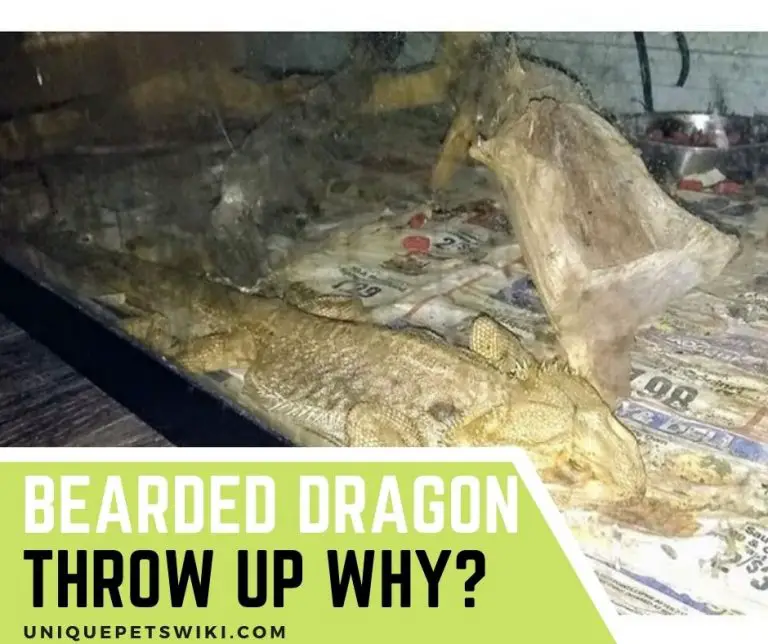 Why Did My Bearded Dragon Throw Up? 9 Common Causes And Treatments