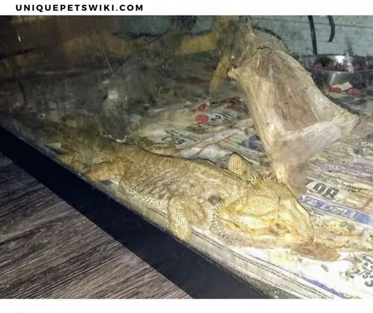 Why Did My Bearded Dragon Throw Up? 9 Common Causes And Treatments