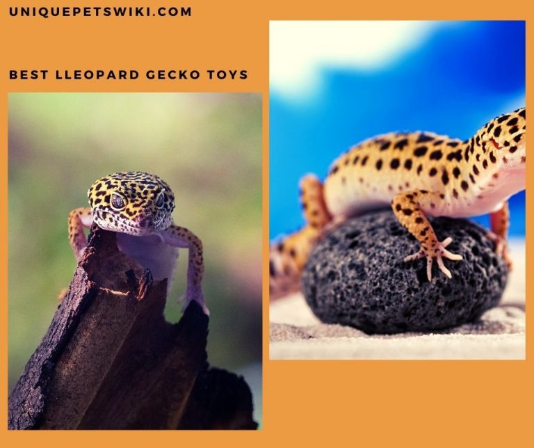 Leopard Gecko Toys 11 Best Choices & Their Reviews