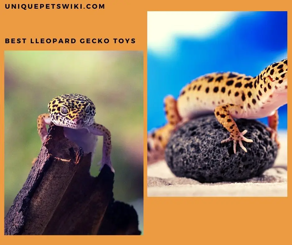 Leopard Gecko Toys
