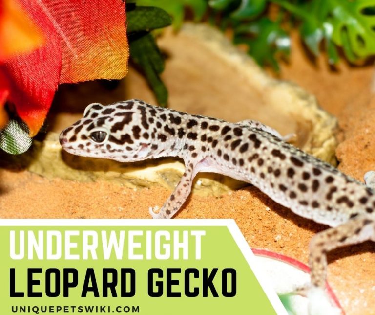 Underweight Leopard Gecko Causes, Treatment And How To Prevent