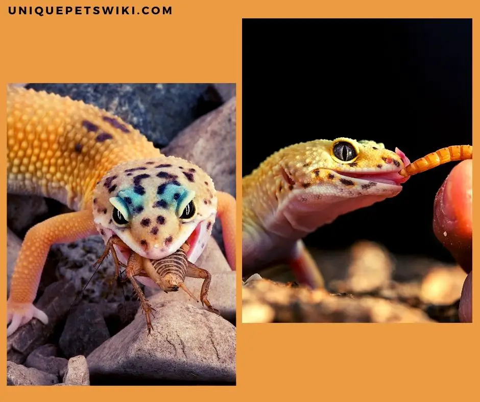 leopard geckos eating