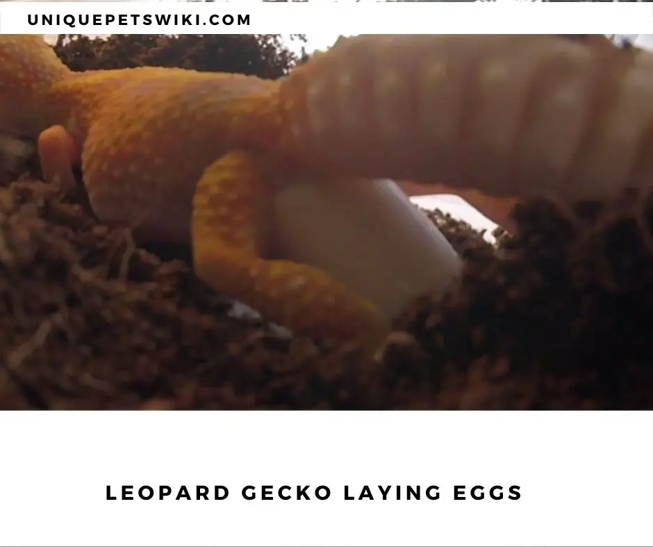 leopard gecko laying eggs