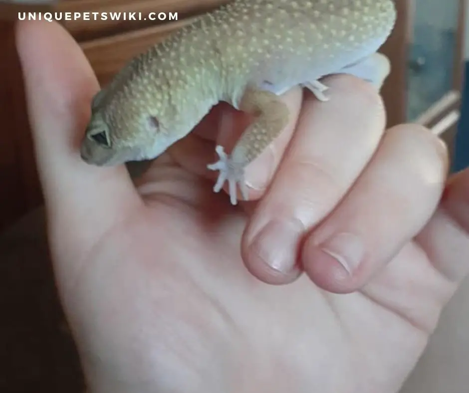 leopard gecko bites