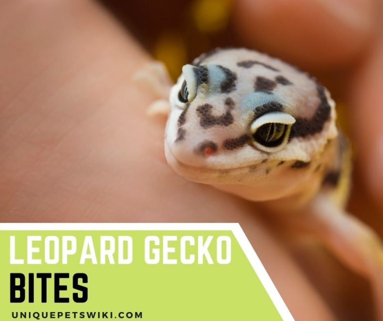 Leopard Gecko Bites: How Bad? How To Deal With Its Bites?