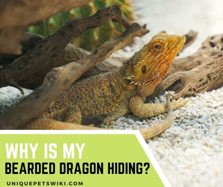 Why Is My Bearded Dragon Hiding? 10 Common Causes And How To Remedy