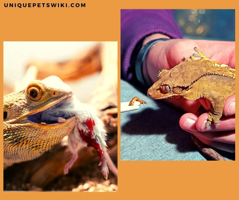 Both bearded dragon and crested gecko are omnivores