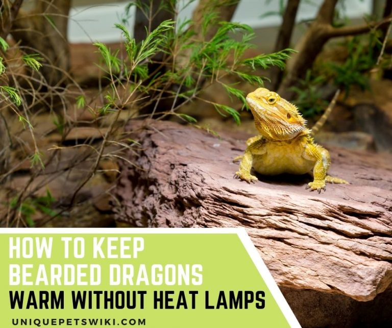 5-ways-to-keep-bearded-dragons-warm-without-heat-lamps