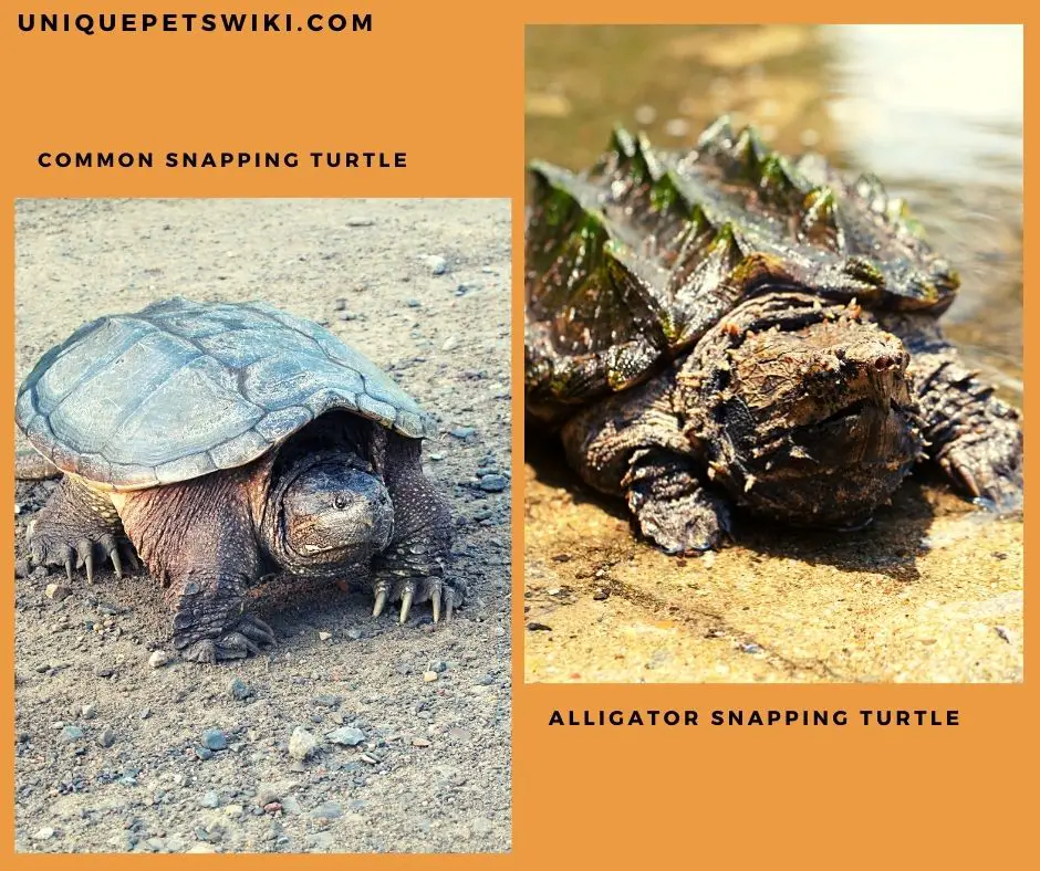 How Much Do Snapping Turtles Cost?