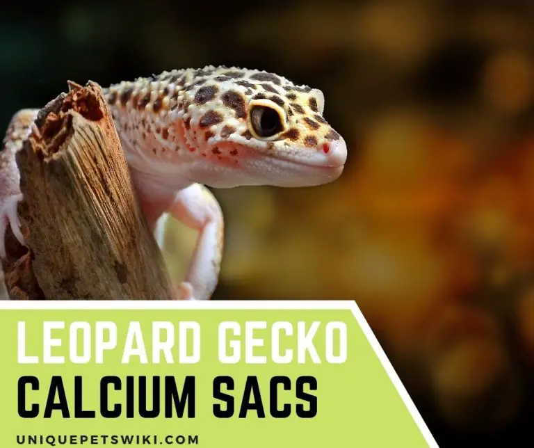 Leopard Gecko Calcium Sacs: What is it? 5 Important Things You Should Know