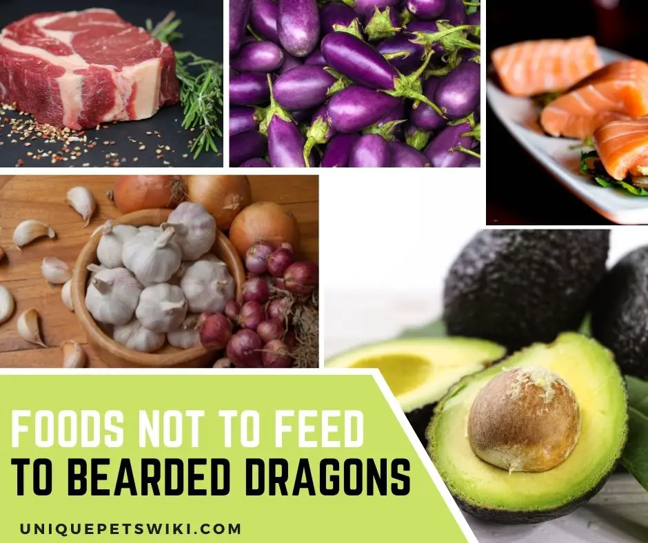 Foods not to feed to bearded dragons
