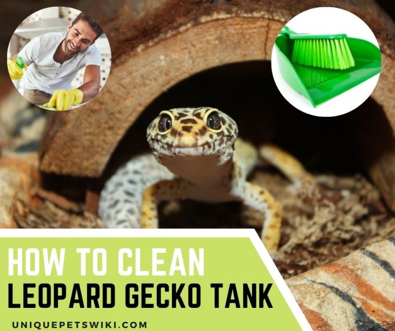 How To Clean Leopard Gecko Tank Detailed Instructions And Cleaning Tips