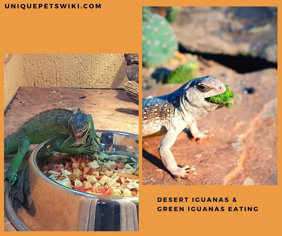 Desert Iguanas &
green iguanas eating