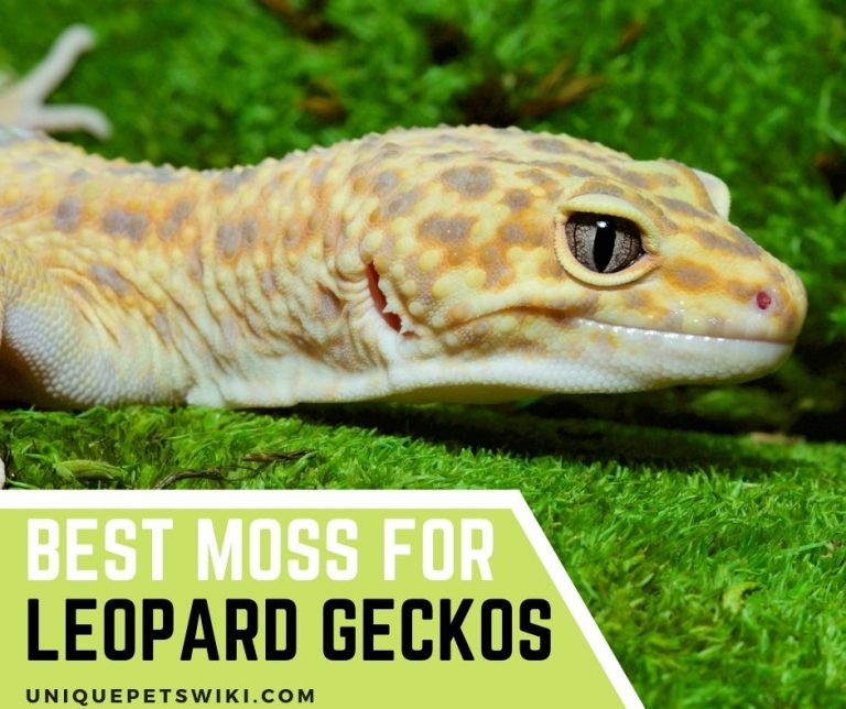 Best Moss for Leopard Geckos Top 3 Brands and Products Reviewed