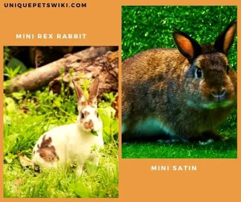 Mini Rex and Mini Satin dwarf rabbit breeds