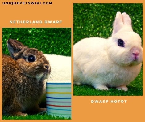 Netherland Dwarf and Dwarf Hotot rabbit breeds