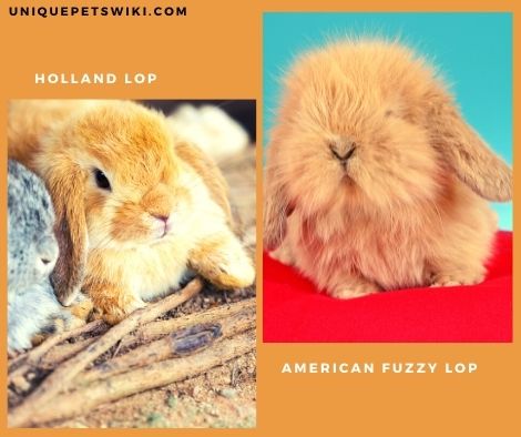 American Fuzzy Lop and Holland Lop