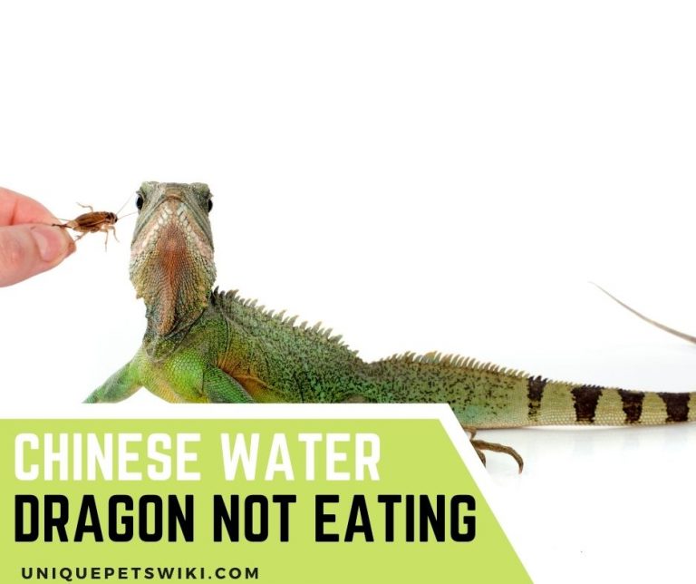 Chinese Water Dragon Not Eating Top 8 Reasons And How To Treat