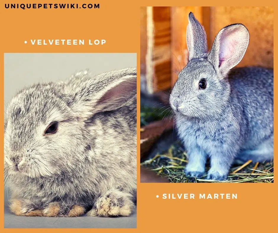 Velveteen Lop and Silver Marten Domestic Rabbit Breeds