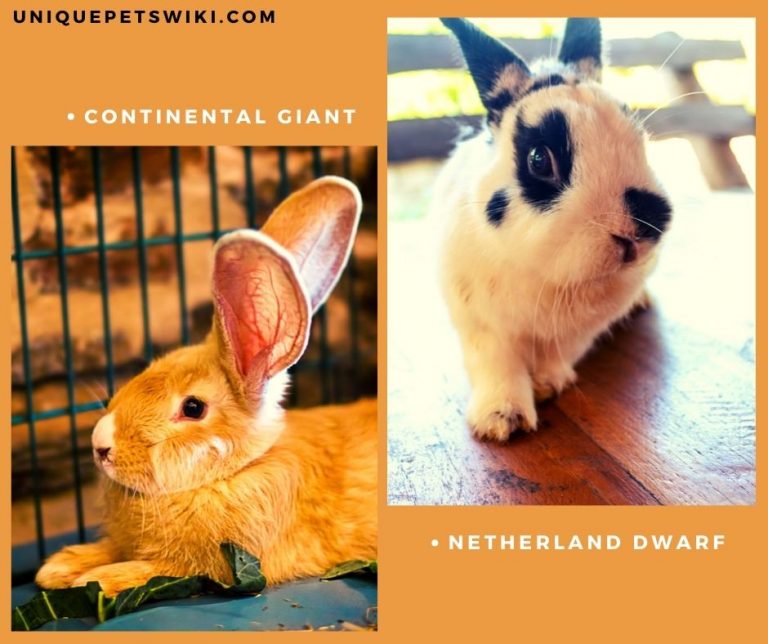 A-Z 60 Domestic Rabbit Breeds In The World (Pictures, Traits, & Facts)