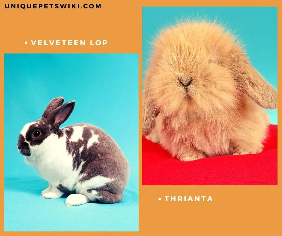 Thrianta and Velveteen Lop rabbit breeds