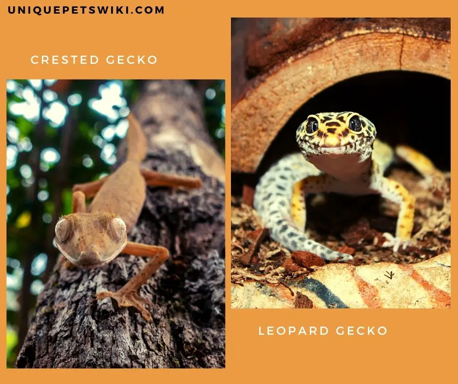 crested geckos and leopard geckos habitat