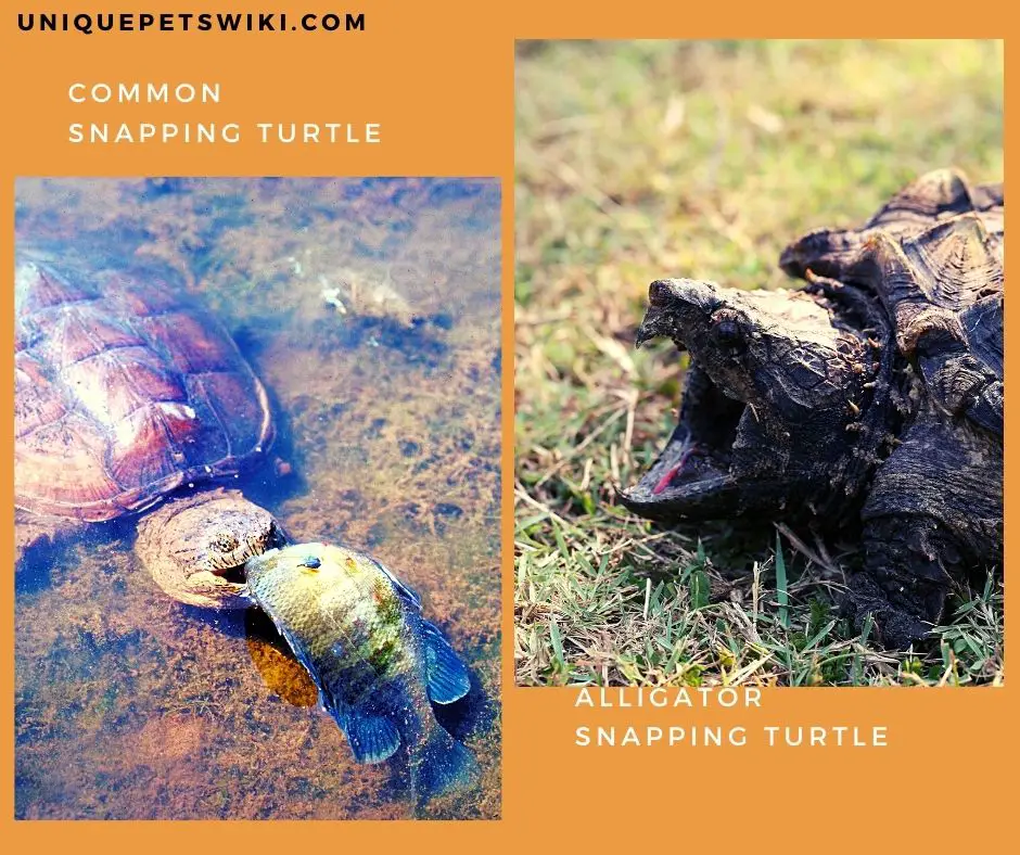 common and alligator snapping turtle diet