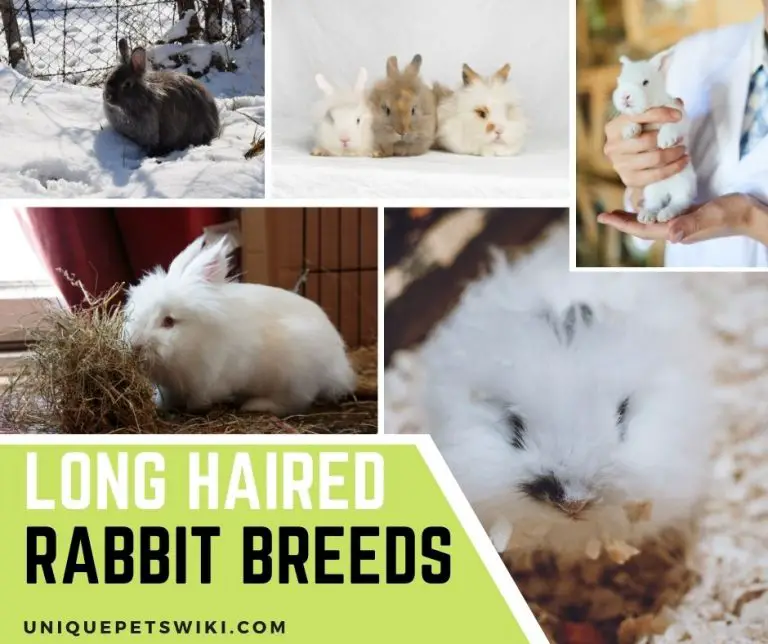 Top 8 Most Popular Long Haired Rabbit Breeds
