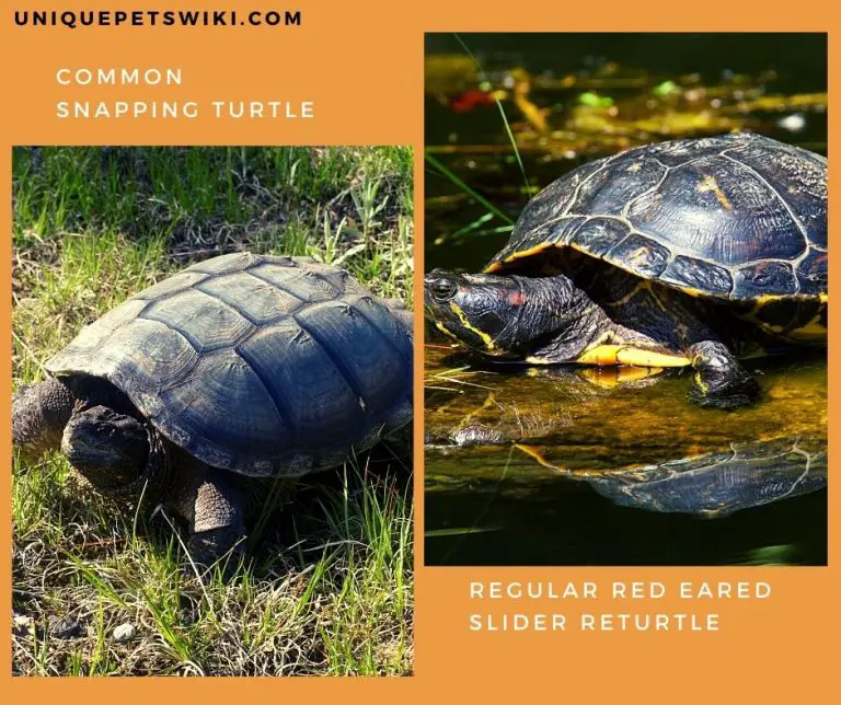 Snapping Turtle Vs Regular Turtle As Pets – Full Comparison