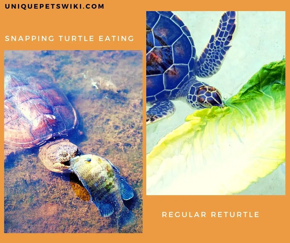 Both snapping turtles and regular turtles are omnivores