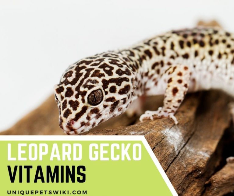Leopard Gecko Vitamins The Best Guide To Feeding Your Leopard Gecko
