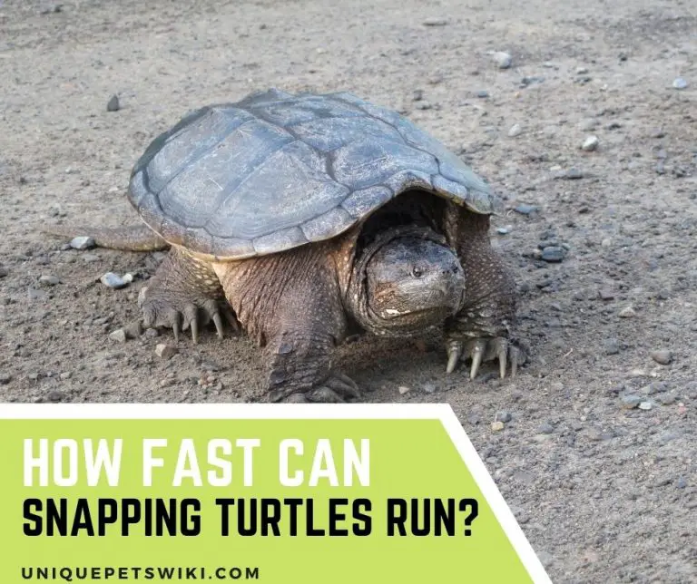 How Fast Can a Snapping Turtle Run?