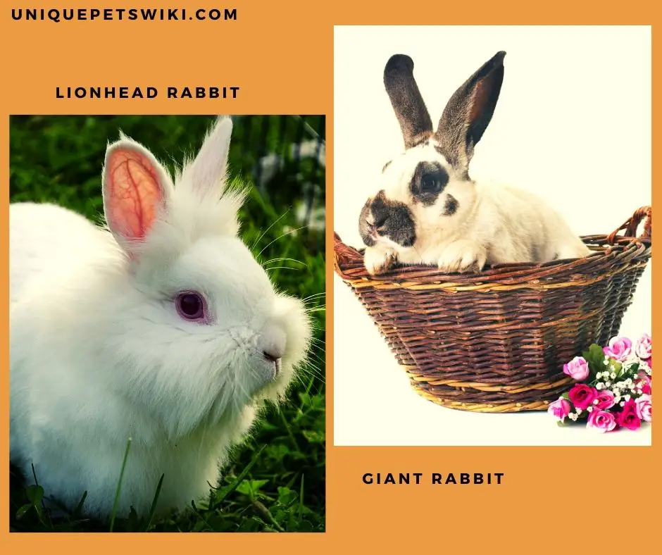 Long Haired Rabbit Breeds